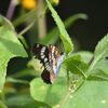 アサマイチモンジ　　　DSC_3737