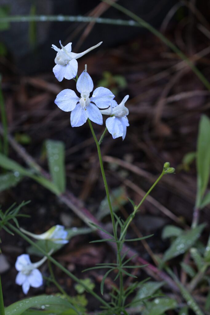 白い花　DSC_6251