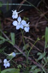 白い花　DSC_6251