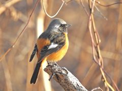 素敵な紋付き　DSCN1010