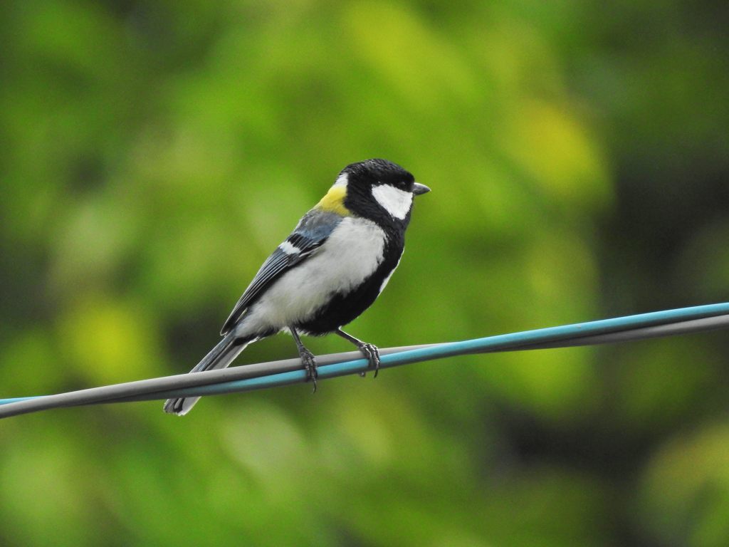 シジュウカラ　DSCN5351