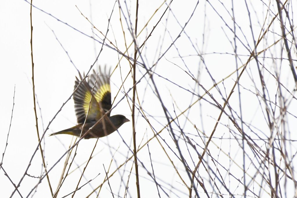 カワラヒワ　　　DSC_6248
