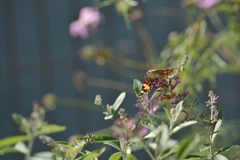 しがみつく　DSC_0538