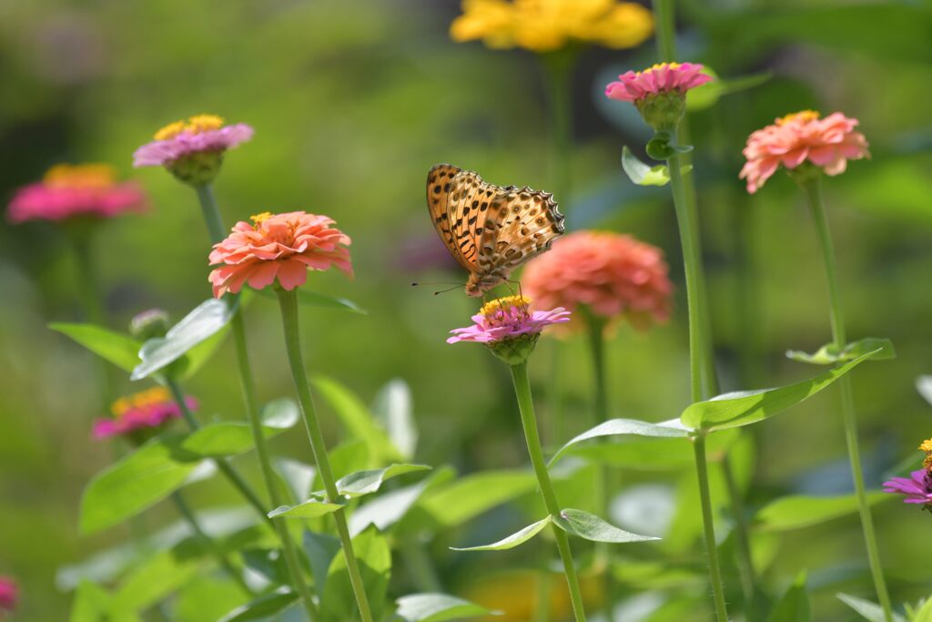 花と蝶　　DSC_0193