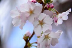 昨秋狂い咲きしたサクラ　　DSC_6312