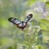 舞うが如く　DSC_2695