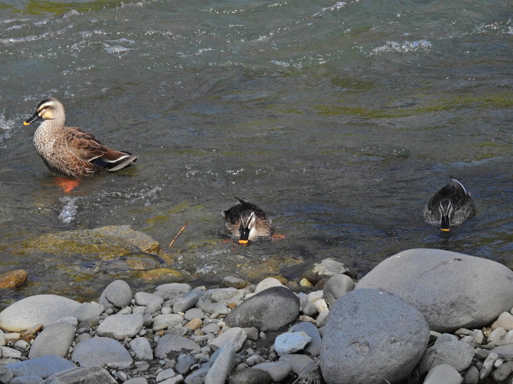 カルガモ　DSCN5256