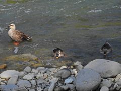 カルガモ　DSCN5256