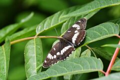 アサマイチモンジ　　　DSC_2382