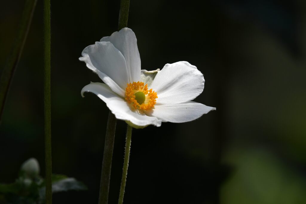 秋明菊咲く　　DSC_1894