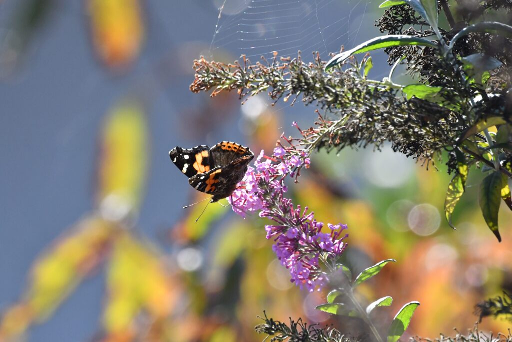 ブッドレアにアカタテハ　　DSC_4486