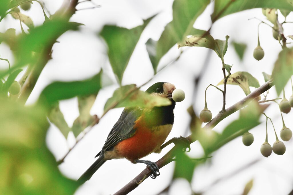 どこで食べようかな・・・　　　DSC_1081