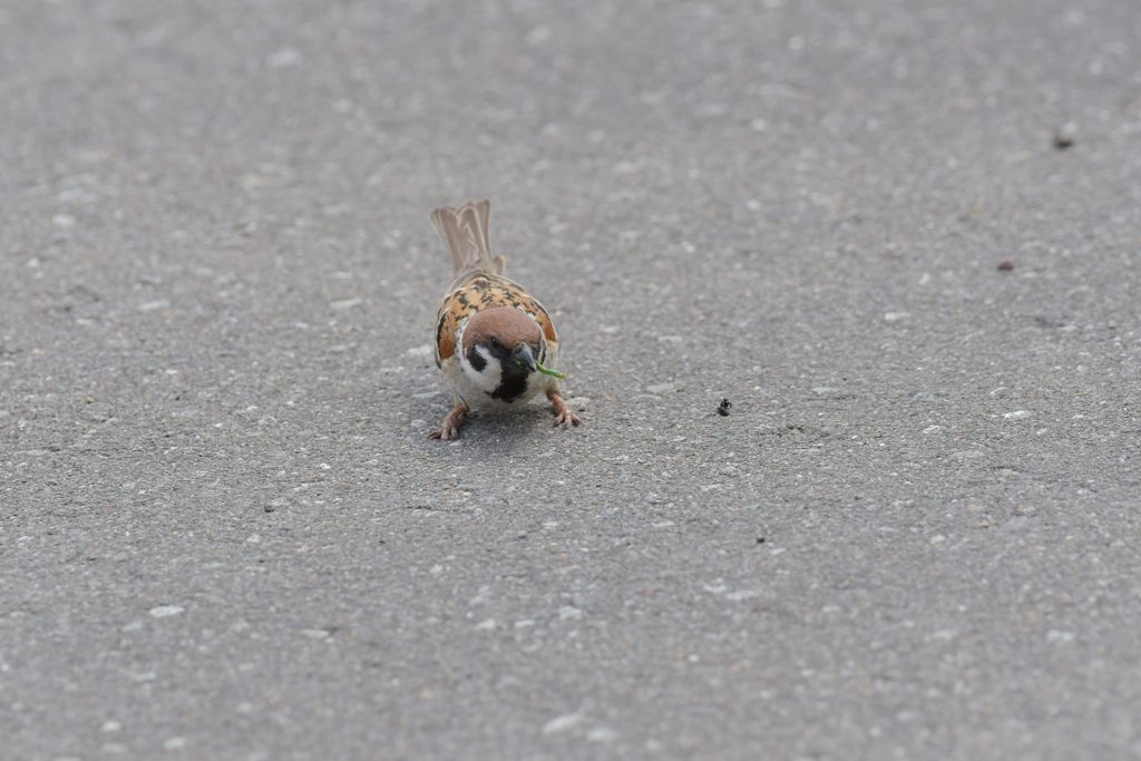 ゲットだぜ！　DSC_2231