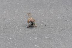 ゲットだぜ！　DSC_2231