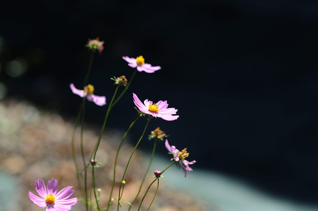 終わりの頃　　DSC_4941