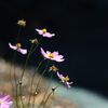 終わりの頃　　DSC_4941