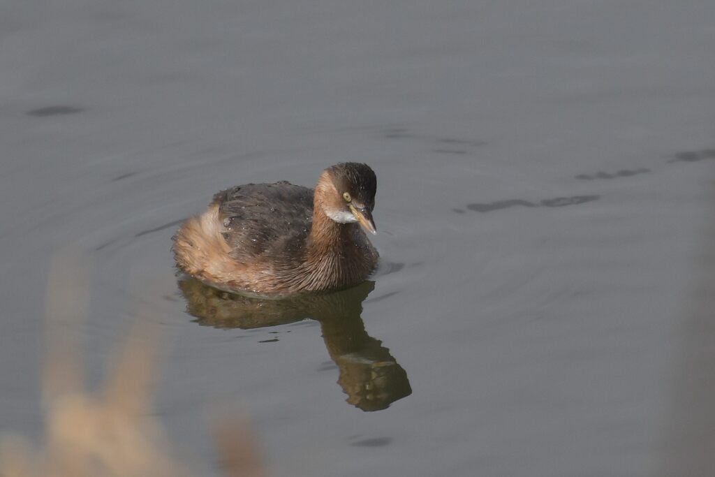 カイツブリ　　DSC_7022