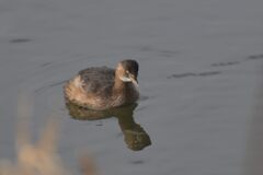 カイツブリ　　DSC_7022