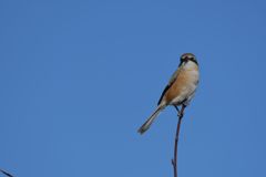 青空モズ　１　DSC_3633