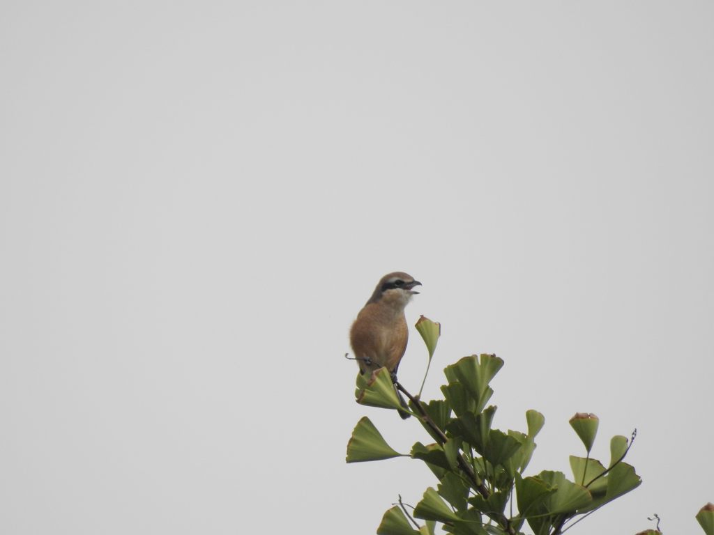 モズ鳴く朝　DSCN6535