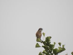 モズ鳴く朝　DSCN6535