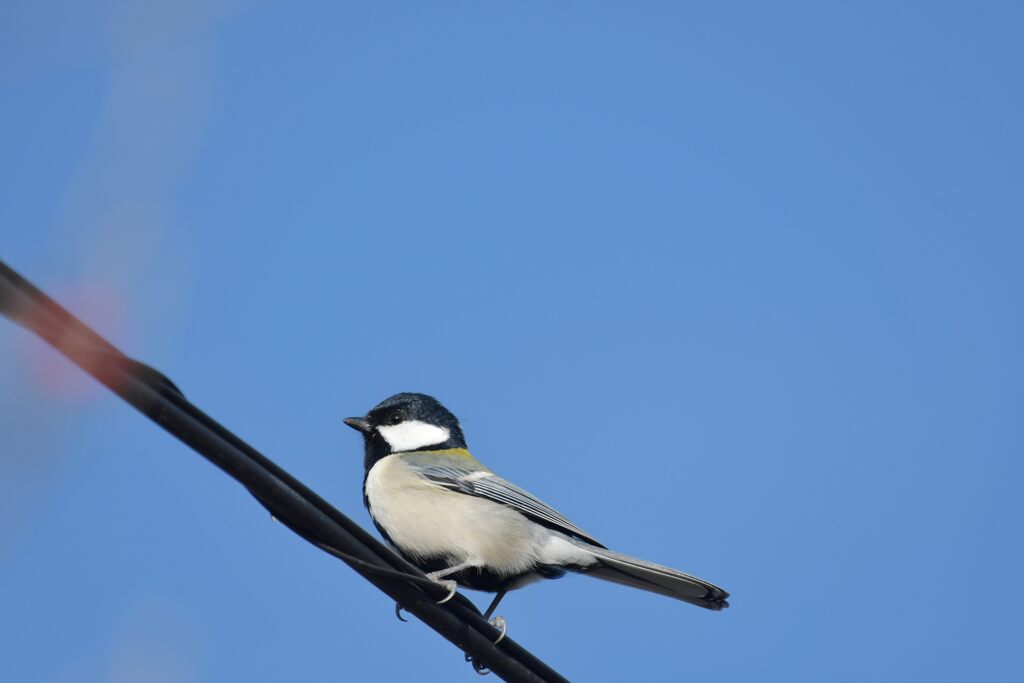 今日は好い天気　DSC_4844