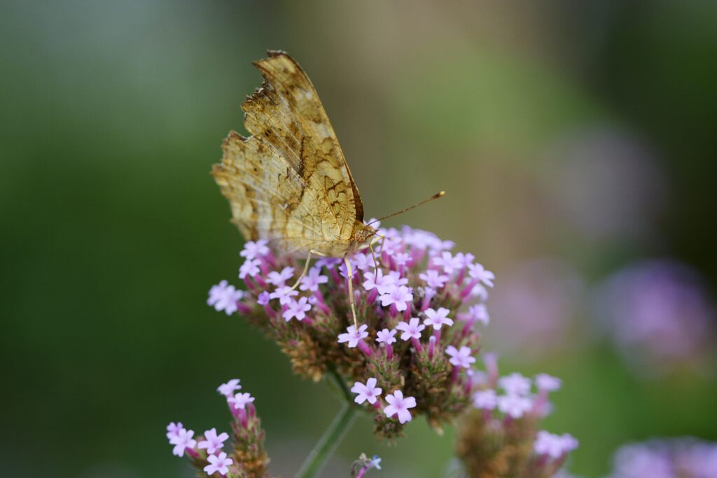 朝の蝶　　DSC_1395