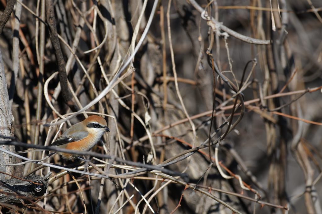 いつものモズ君　DSC_5038