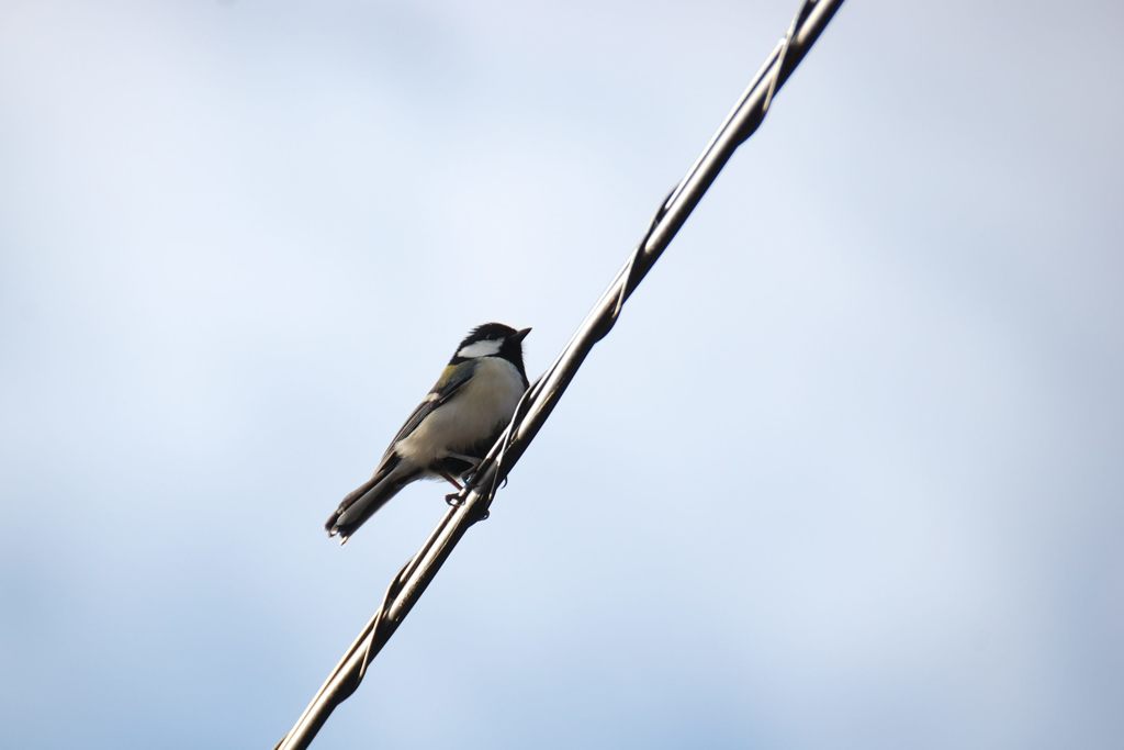 おはよう、シジュウカラくん　　DSC_4700