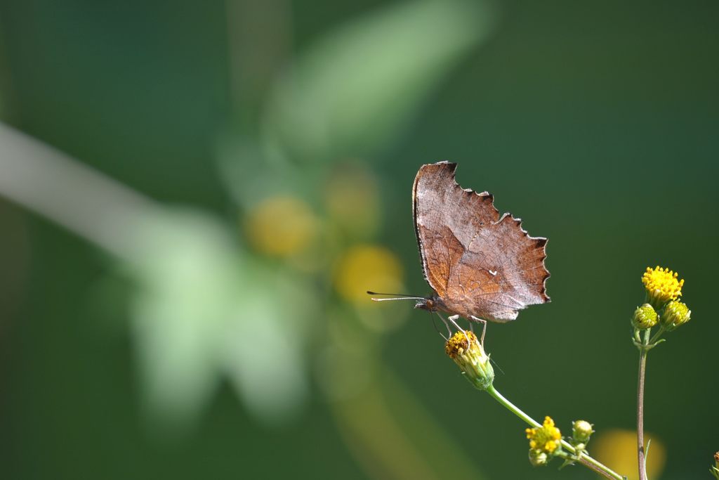 キタテハ　DSC_8635