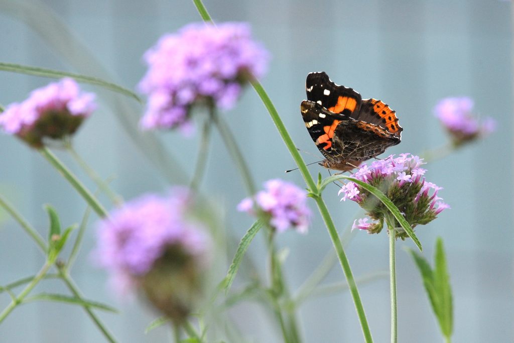 初来訪！　 DSC_5877