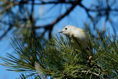 輝く瞳　DSC_7044