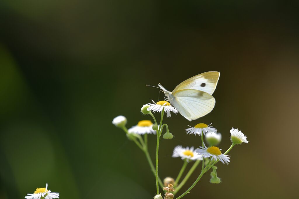 野の花にモンシロチョウ　　DSC_5678