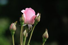 ピンクのバラ　DSC_2796