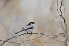 これでいい？　DSC_6953