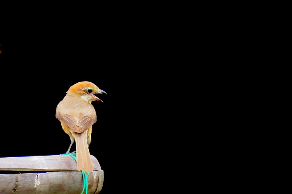 不安　　IMG_2040