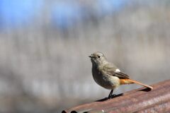 もう直ぐお別れ　１　　　DSC_9691