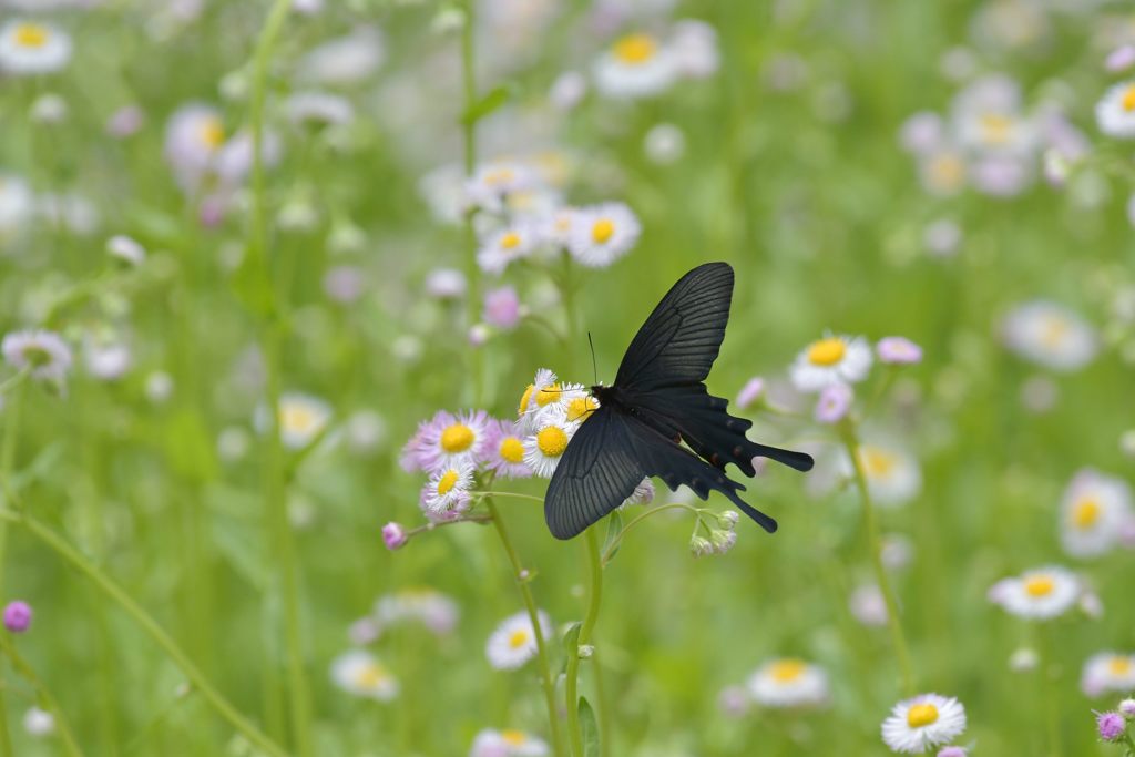 お花畑で　DSC_2599
