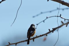 こっち向いて・・・　　DSC_2554