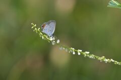 野の花にツバメシジミ　　DSC_5447