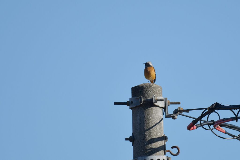 今日も見張りに　DSC_4646