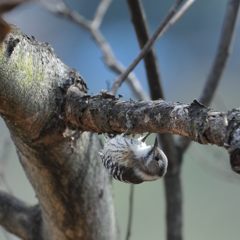 下からも突っつくよ！　　DSC_0693