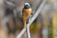 これでいい？　　DSC_4409
