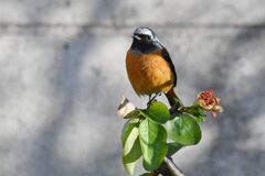 狂い咲きボケ添えて　　　DSC_5075