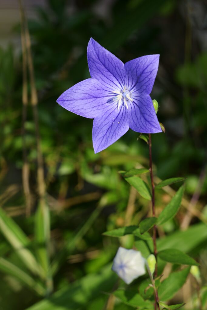 キキョウ咲く　DSC_6719