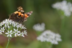 ニラの花にアカタテハ　３　DSC_7654