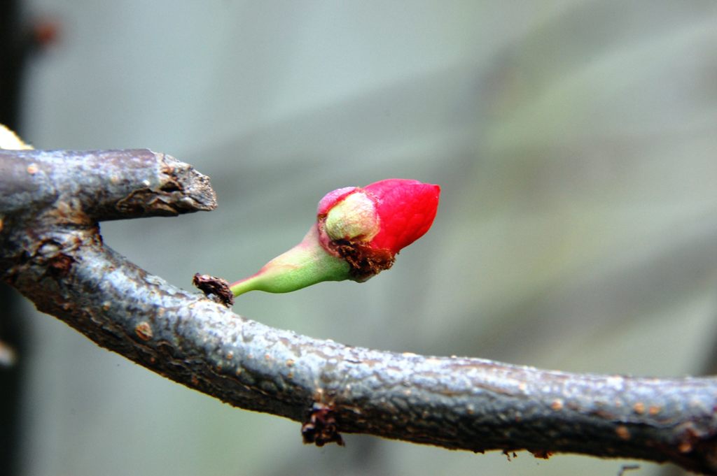 季節外れの花芽　　DSC_4591