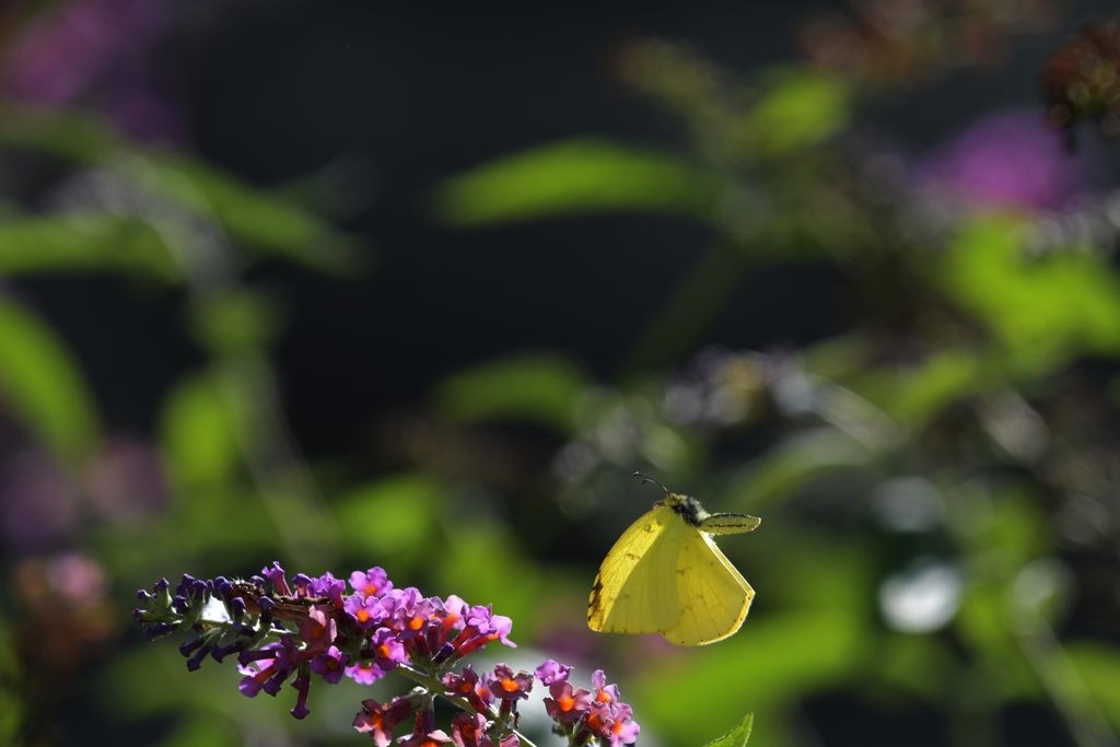 ここがいいかな　DSC_1264