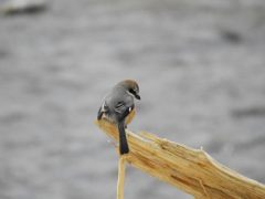 川原のモズ　DSCN4124