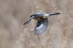 モズの舞い　DSC_8101